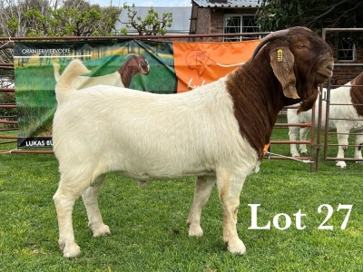 LOT 27 1X BOER GOAT STUD BUCK LUKAS BURGER BOERBOKSTOET