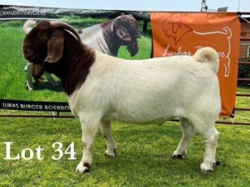 LOT 34 1X BOER GOAT FLOCK BUCK LUKAS BURGER BOERBOKSTOET