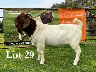 LOT 29 1X BOER GOAT STUD BUCK LUKAS BURGER BOERBOKSTOET