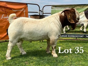 LOT 35 1X BOER GOAT FLOCK BUCK LUKAS BURGER BOERBOKSTOET