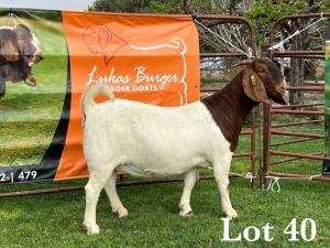 LOT 40 1X BOER GOAT FLOCK DOE LUKAS BURGER BOERBOKSTOET