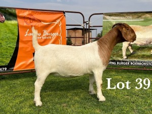 LOT 39 1X BOER GOAT STUD DOE LUKAS BURGER BOERBOKSTOET