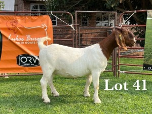 LOT 41 1X BOER GOAT STUD DOE LUKAS BURGER BOERBOKSTOET