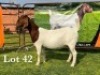 LOT 42 1X BOER GOAT FLOCK DOE LUKAS BURGER BOERBOKSTOET