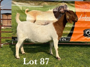 LOT 87 1X BOER GOAT FLOCK DOE LUKAS BURGER BOERBOKSTOET