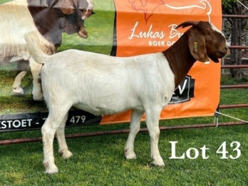 LOT 43 1X BOER GOAT FLOCK DOE LUKAS BURGER BOERBOKSTOET