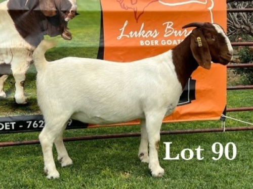 LOT 90 1X BOER GOAT STUD DOE LUKAS BURGER BOERBOKSTOET