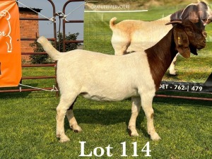 LOT 114 1X BOER GOAT FLOCK DOE LUKAS BURGER BOERBOKSTOET