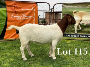 LOT 115 1X BOER GOAT STUD DOE LUKAS BURGER BOERBOKSTOET