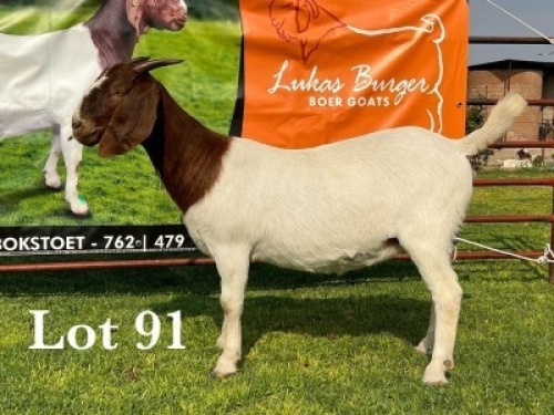 LOT 91 1X BOER GOAT FLOCK DOE LUKAS BURGER BOERBOKSTOET