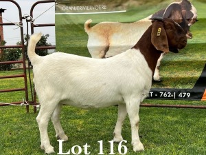 LOT 116 1X BOER GOAT FLOCK DOE LUKAS BURGER BOERBOKSTOET