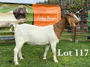 LOT 117 1X BOER GOAT FLOCK DOE LUKAS BURGER BOERBOKSTOET