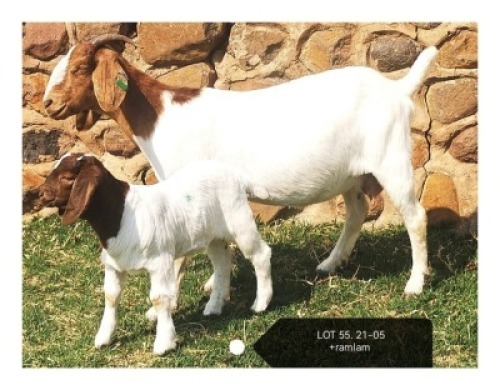 LOT 55 1+1X BOER GOAT FLOCK DOE MARIAAN DU TOIT BOERBOKSTOET