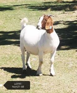 LOT 97 1X BOER GOAT FLOCK DOE MARIAAN DU TOIT BOERBOKSTOET