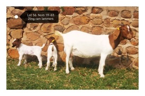 LOT 56 1+2X BOER GOAT FLOCK DOE MARIAAN DU TOIT BOERBOKSTOET