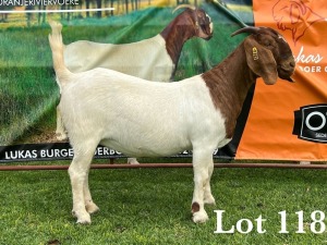 LOT 118 1X BOER GOAT FLOCK DOE LUKAS BURGER BOERBOKSTOET