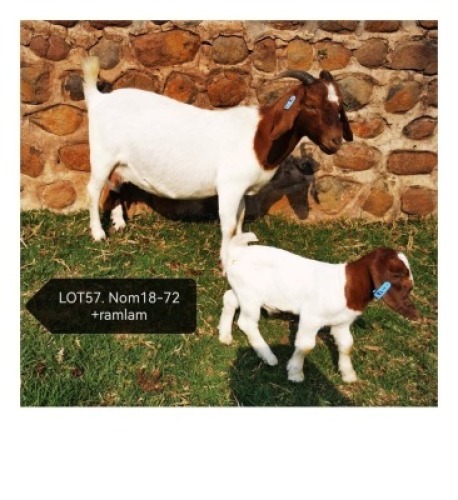 LOT 57 1+1X BOER GOAT FLOCK DOE MARIAAN DU TOIT BOERBOKSTOET