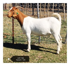 LOT 100 1X BOER GOAT FLOCK DOE MARIAAN DU TOIT BOERBOKSTOET