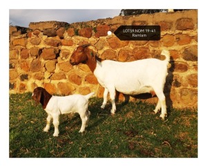 LOT 59 1+1X BOER GOAT FLOCK DOE MARIAAN DU TOIT BOERBOKSTOET