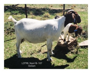 LOT 98 1+1X BOER GOAT STUD DOE MARIAAN DU TOIT BOERBOKSTOET