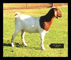 LOT 120 1X BOER GOAT FLOCK DOE MARIAAN DU TOIT BOERBOKSTOET