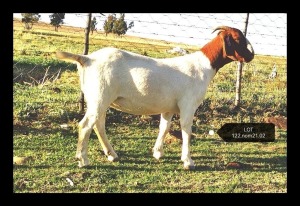 LOT 122 1X BOER GOAT FLOCK DOE MARIAAN DU TOIT BOERBOKSTOET