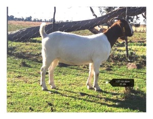 LOT 121 1X BOER GOAT FLOCK DOE MARIAAN DU TOIT BOERBOKSTOET