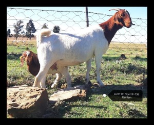 LOT 119 1+1X BOER GOAT FLOCK DOE MARIAAN DU TOIT BOERBOKSTOET