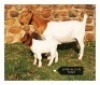 LOT 58 1+1X BOER GOAT STUD DOE MARIAAN DU TOIT BOERBOKSTOET