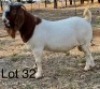 WITHDRAW - LOT 32 1X BOER GOAT BUCK VONLOU BOERBOKSTOET