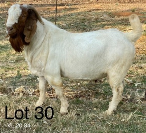 LOT 30 1X BOER GOAT FLOCK BUCK VONLOU BOERBOKSTOET