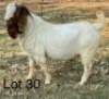 LOT 30 1X BOER GOAT FLOCK BUCK VONLOU BOERBOKSTOET