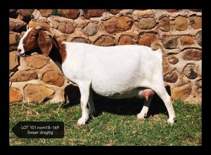 LOT 101 1X BOER GOAT FLOCK DOE MARIAAN DU TOIT BOERBOKSTOET