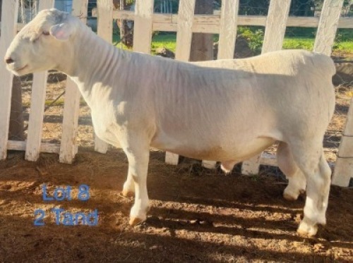 LOT 8 1X WIT DORPER FLOCK RAM GERT L&ouml;TTER