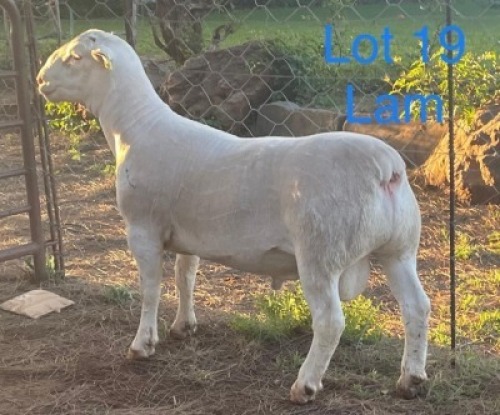 LOT 19 1X WIT DORPER FLOCK RAM GERT L&ouml;TTER