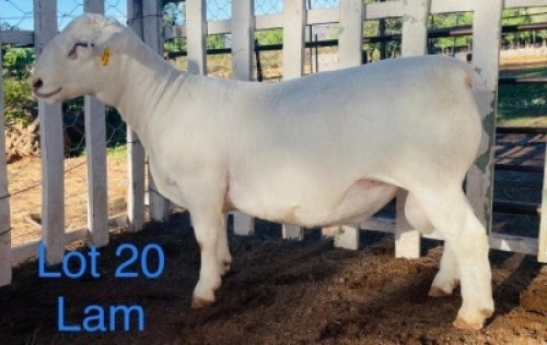 LOT 20 1X WIT DORPER STUD RAM GERT L&ouml;TTER