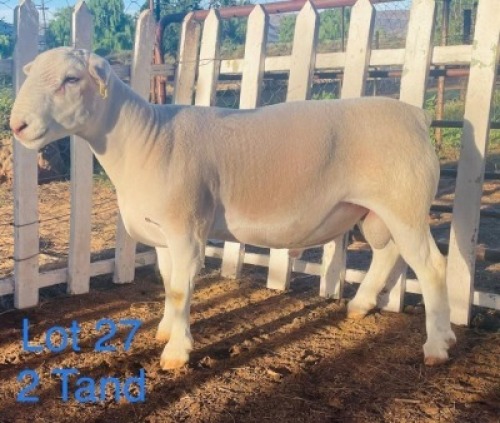 LOT 27 1X WIT DORPER FLOCK RAM GERT L&ouml;TTER