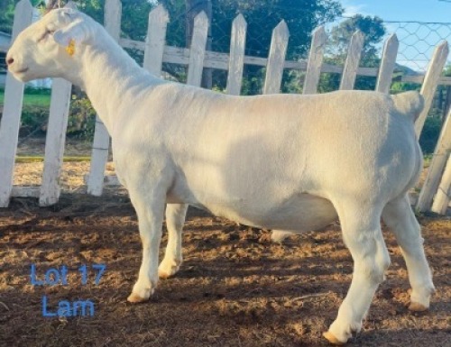 LOT 17 1X WIT DORPER FLOCK RAM GERT L&ouml;TTER