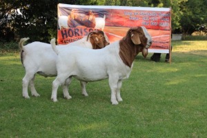 LOT 16 1X BOER GOAT FLOCK BUCK HORISON BOERBOK STOET