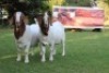 LOT 16 1X BOER GOAT FLOCK BUCK HORISON BOERBOK STOET - 2
