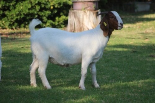 LOT 78 1X BOER GOAT FLOCK DOE HORISON BOERBOK STOET