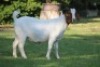 LOT 78 1X BOER GOAT FLOCK DOE HORISON BOERBOK STOET - 2