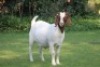 LOT 78 1X BOER GOAT FLOCK DOE HORISON BOERBOK STOET - 3