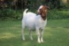 LOT 78 1X BOER GOAT FLOCK DOE HORISON BOERBOK STOET - 4