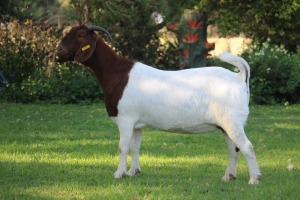 LOT 110 1X BOER GOAT STUD DOE HORISON BOERBOK STOET