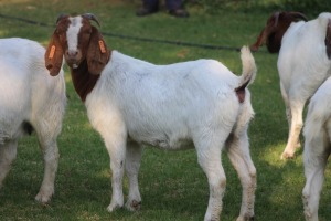 WITHDRAW - LOT 113 1X BOER GOAT DOE HORISON BOERBOK STOET