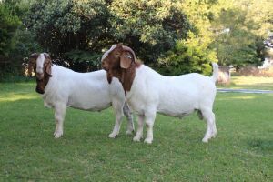 WITHDRAW - LOT 18 1X BOER GOAT BUCK HORISON BOERBOK STOET