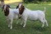 WITHDRAW - LOT 18 1X BOER GOAT BUCK HORISON BOERBOK STOET - 2