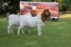 WITHDRAW - LOT 18 1X BOER GOAT BUCK HORISON BOERBOK STOET - 3