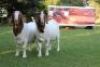 WITHDRAW - LOT 18 1X BOER GOAT BUCK HORISON BOERBOK STOET - 4